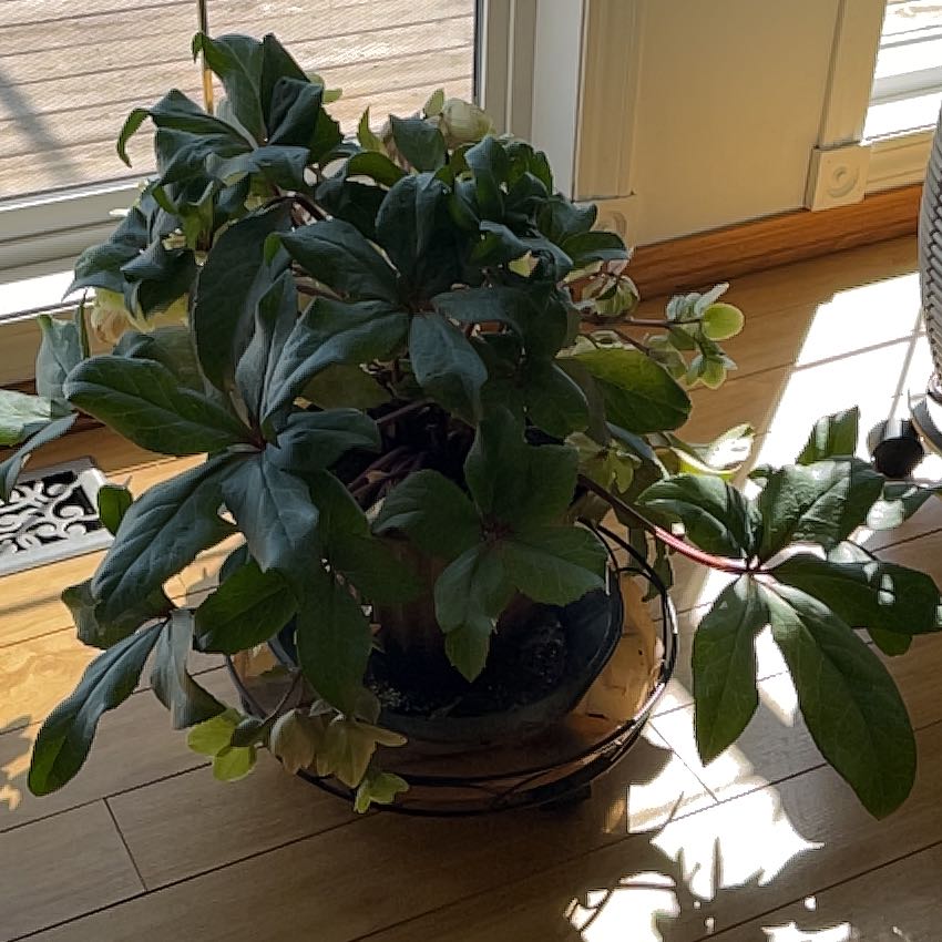 Photo of the plant species Lenten Rose by @FirstWhitefir40 named Beyonce on Greg, the plant care app