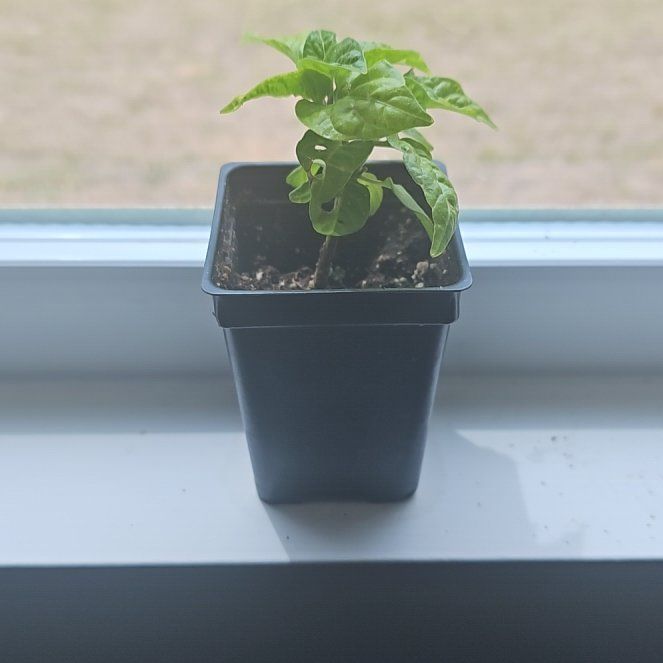 Photo of the plant species Scotch Bonnet Pepper by @EnlivenedNeem8 named Sanders on Greg, the plant care app