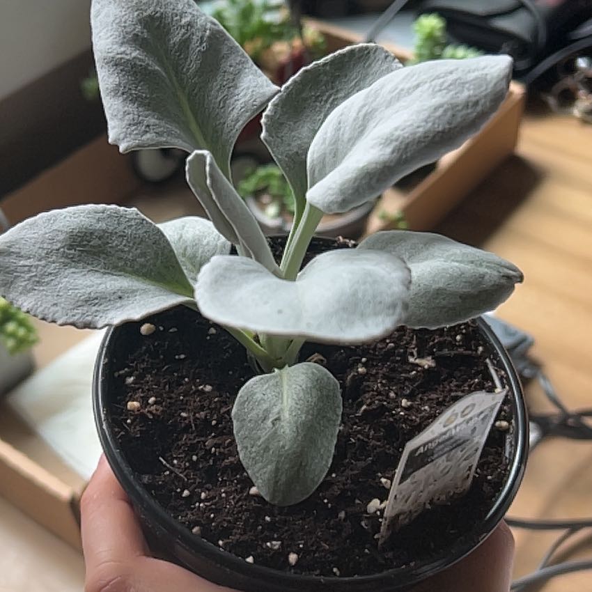 Photo of the plant species Senecio candidans 'Angel Wings' by @TrueGerbera27 named Ulysses S Plant on Greg, the plant care app