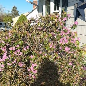 Photo of the plant species Catawba Rhododendron by @StellarOkra8 named Achilles on Greg, the plant care app