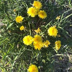 Photo of the plant species Blowball by @StellarOkra8 named Miley on Greg, the plant care app