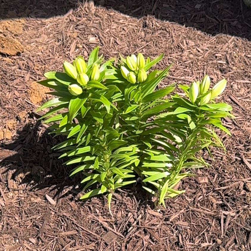 Photo of the plant species Lily Looks Tiny Double You Asiatic Lily by @PlanterWannabe named Bodhi on Greg, the plant care app