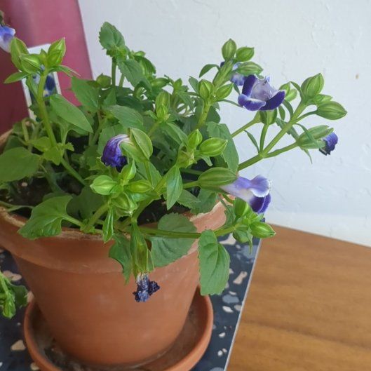 Photo of the plant species Torenia 'Indigo Moon' by @ZestyGardenia74 named Usagi on Greg, the plant care app