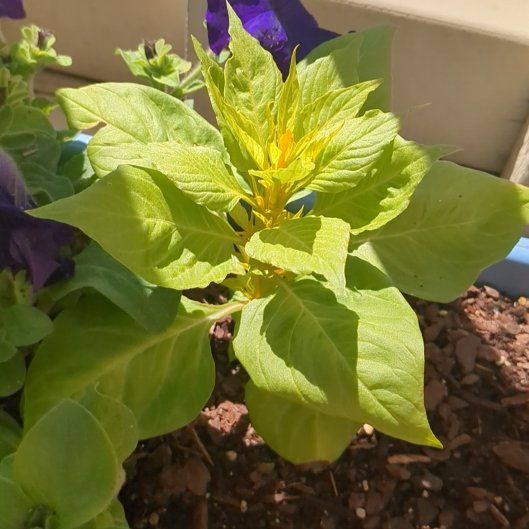 Photo of the plant species Celosia by @ZestyGardenia74 named Mina on Greg, the plant care app