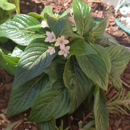 Photo of the plant species Pentas 'White' by @ZestyGardenia74 named Cosmos on Greg, the plant care app