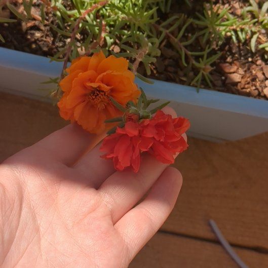 Photo of the plant species Portulaca 'Sundial Mix' by @ZestyGardenia74 named Rei on Greg, the plant care app