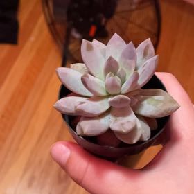 Photo of the plant species Sedum adolphi 'Ray of Light' by @ImpeccantRuby95 named Pax on Greg, the plant care app
