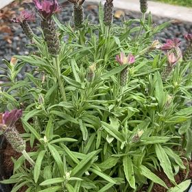 Photo of the plant species Spanish Lavendar by @AgelessLilac named Purple Kelly on Greg, the plant care app