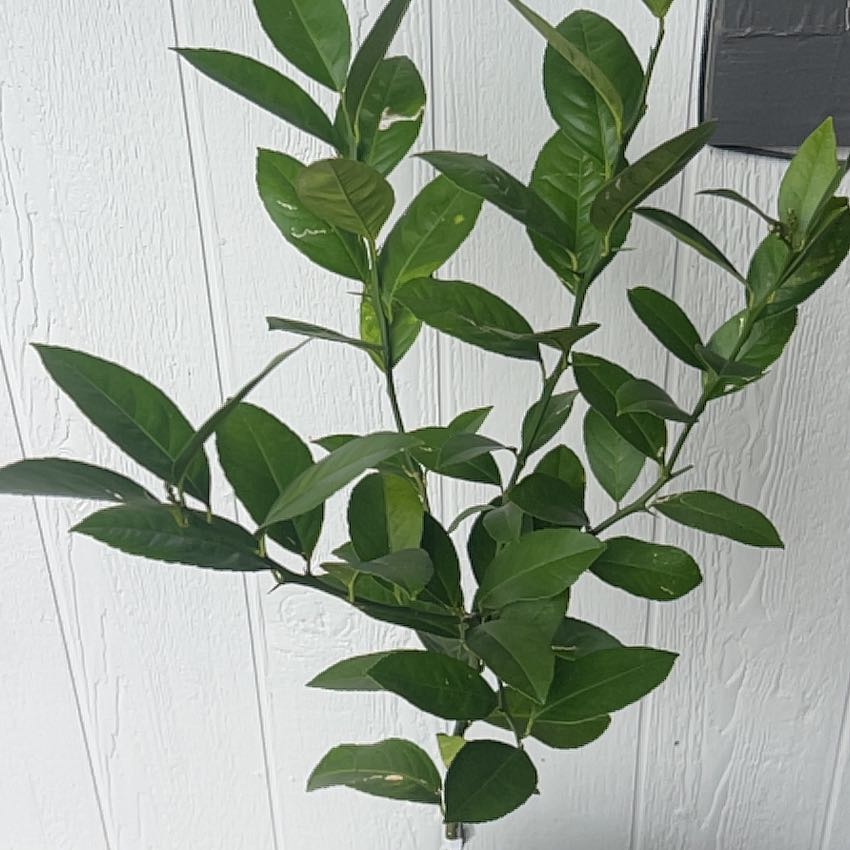 Photo of the plant species Improved Meyer Lemon by @AgelessLilac named Cirie on Greg, the plant care app