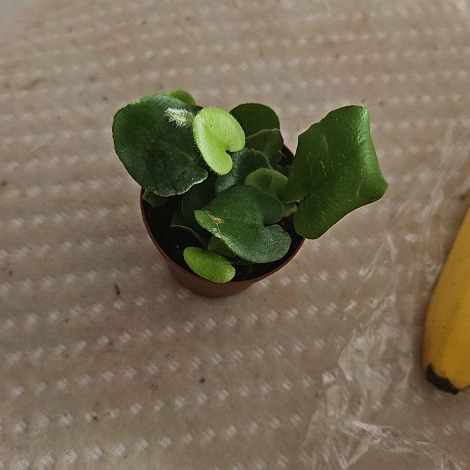 Photo of the plant species Heart Leaf Fern by @TutorMonstera64 named Kesha on Greg, the plant care app