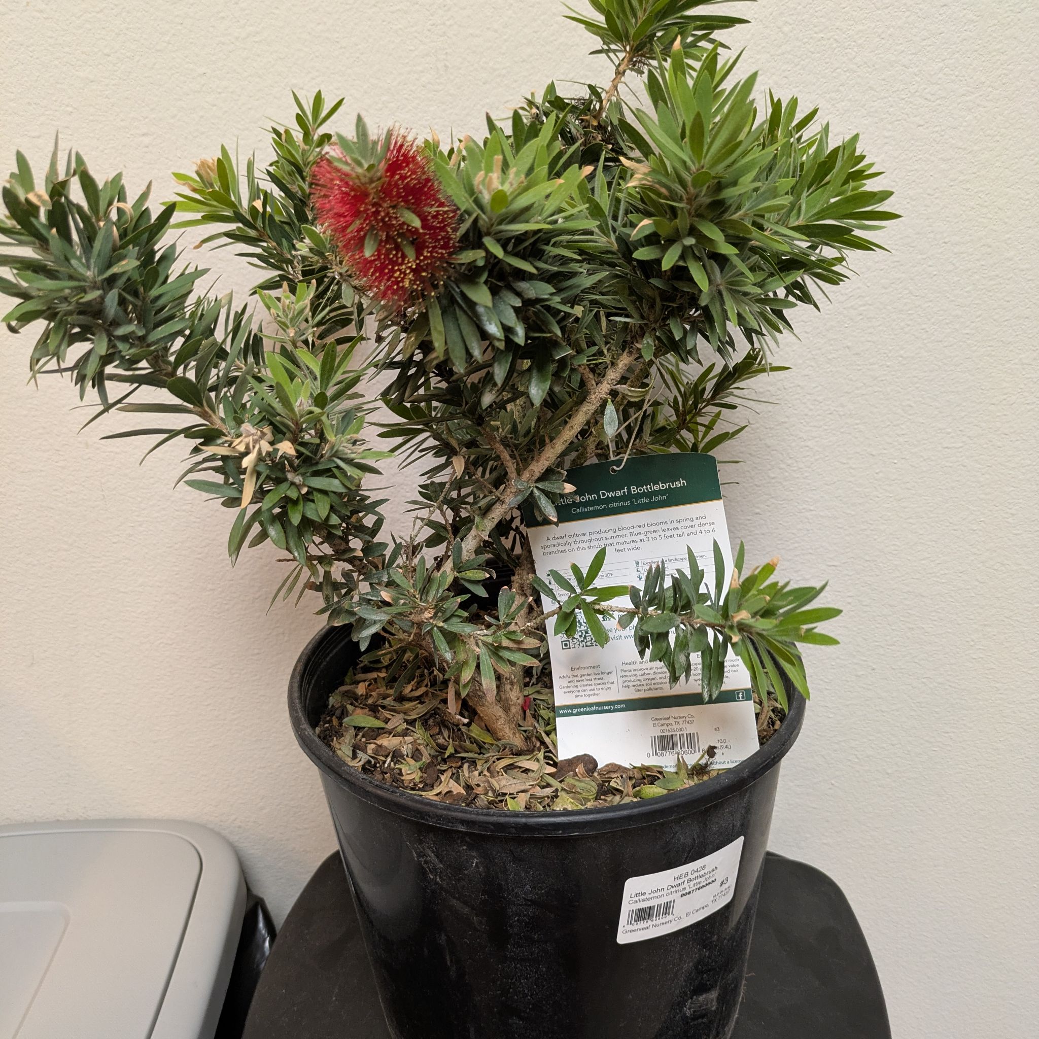 Photo of the plant species Little John Dwarf Bottlebrush by @KingsizedKaro named Bottlebrush on Greg, the plant care app
