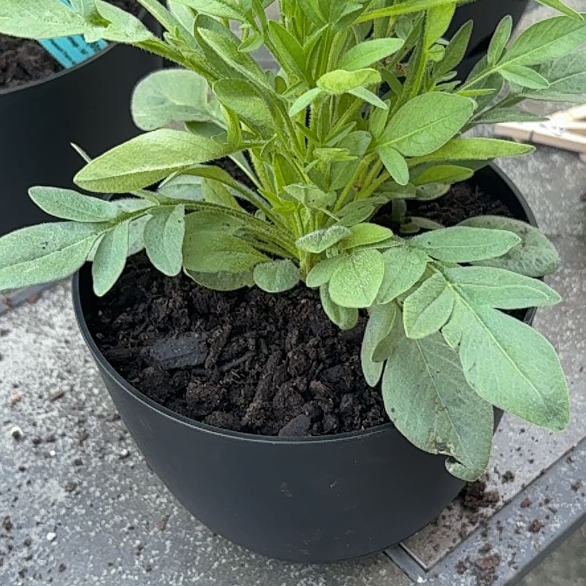 Photo of the plant species Coreopsis 'Jethro Tull' by @JauntySapote28 named Jethro on Greg, the plant care app