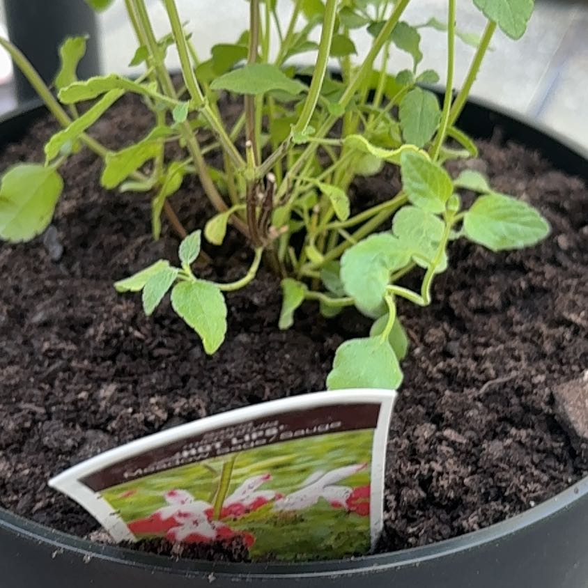 Photo of the plant species Hot Lips by @JauntySapote28 named Scarlett on Greg, the plant care app