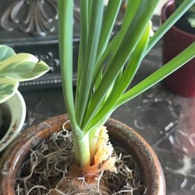 Photo of the plant species Paperwhite by @DeftMedeola18 named Sproutacus on Greg, the plant care app