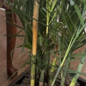 Photo of the plant species Common Scouring-Rush by @DeftMedeola18 named Keanu Leaves on Greg, the plant care app