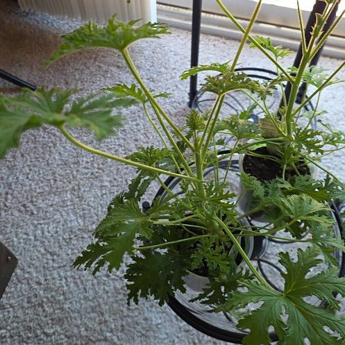 Photo of the plant species Sweet Scented Geranium by @GrowingAtom49 named Sherlock on Greg, the plant care app