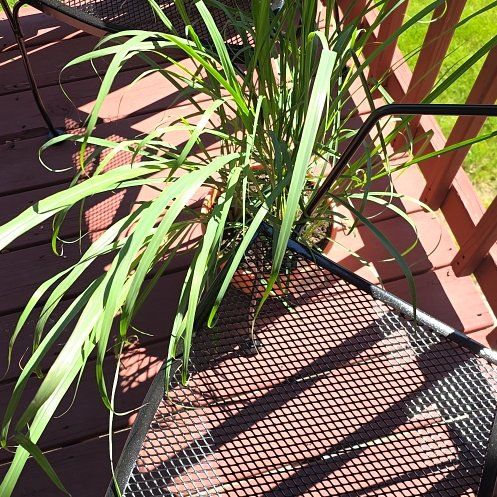Photo of the plant species Lemon Grass by @GrowingAtom49 named LiloStitch on Greg, the plant care app