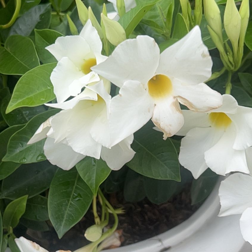 Photo of the plant species Fiddle Leaf Plumeria by @HighKanono17 named Kesha on Greg, the plant care app