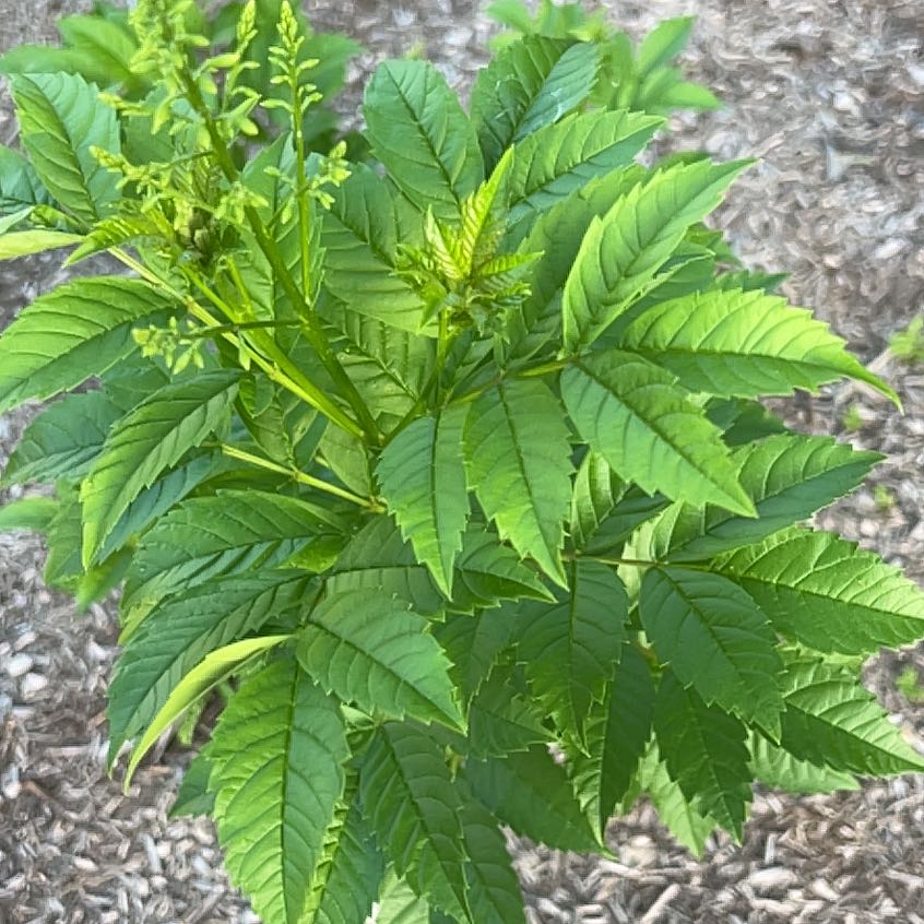 Photo of the plant species Yellow Bells by @HighKanono17 named Sanders on Greg, the plant care app