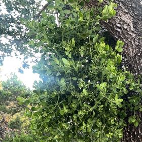 Photo of the plant species Oak Mistletoe by @HighKanono17 named Rihanna on Greg, the plant care app