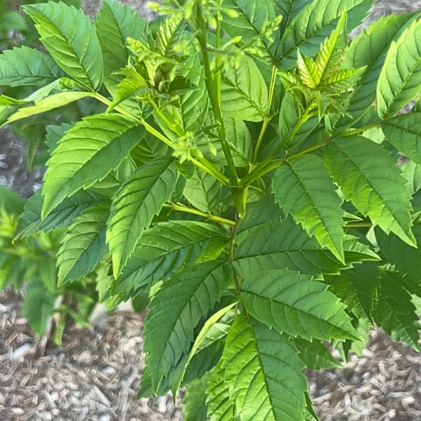 Photo of the plant species Yellow Bells by @HighKanono17 named McKinley on Greg, the plant care app