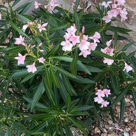 Photo of the plant species Oleander by @HighKanono17 named Remington on Greg, the plant care app
