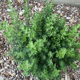 Photo of the plant species Texas Barometer Bush by @HighKanono17 named Gaga on Greg, the plant care app
