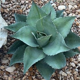 Photo of the plant species Agave Raksasa by @HighKanono17 named Planty on Greg, the plant care app