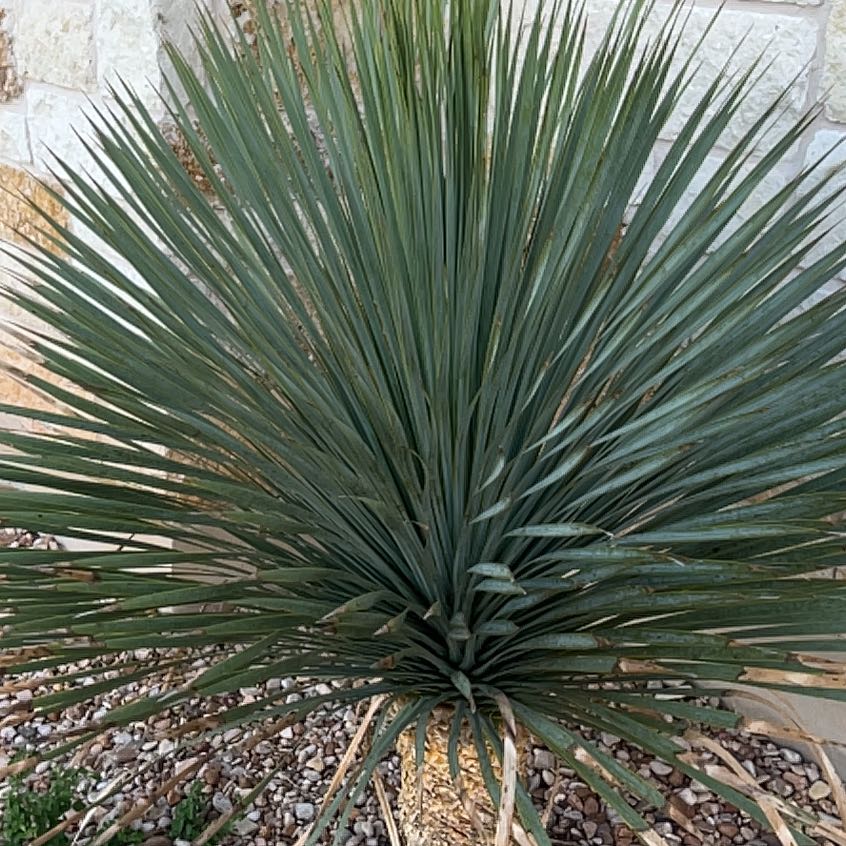 Photo of the plant species Common Sotol by @HighKanono17 named Fernie Mac on Greg, the plant care app