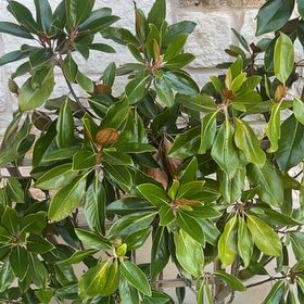Photo of the plant species Southern Magnolia by @HighKanono17 named Marilyn on Greg, the plant care app