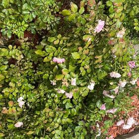 Photo of the plant species Multiflora Rose by @SalientWinika81 named Walking Rose Bush on Greg, the plant care app