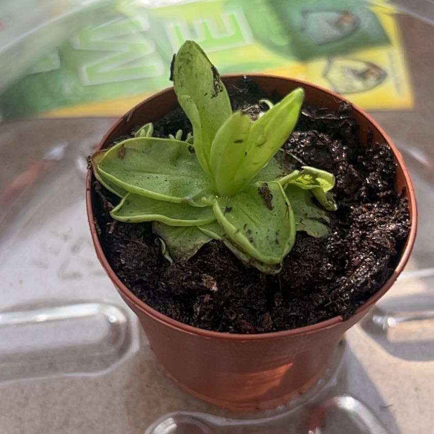Photo of the plant species butterwort by @NativeRye25 named Pam on Greg, the plant care app