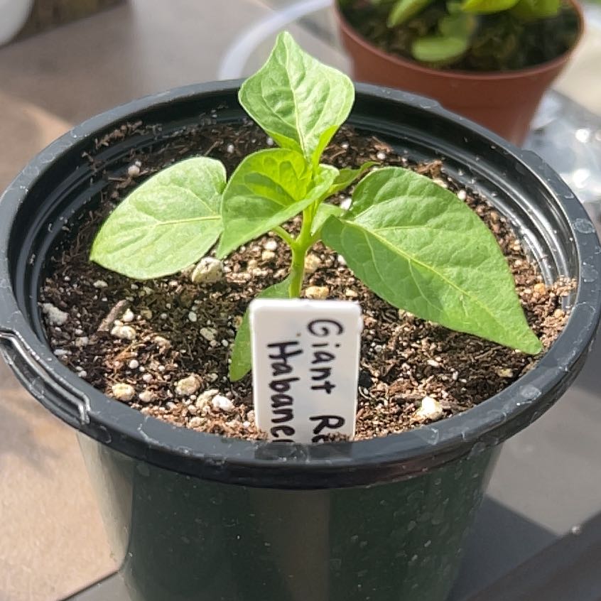 Photo of the plant species Habanero Pepper by @NativeRye25 named Skylark on Greg, the plant care app