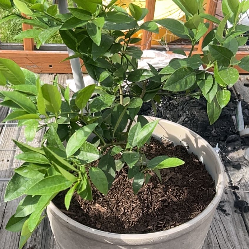 Photo of the plant species Key Lime Tree by @NativeRye25 named José on Greg, the plant care app