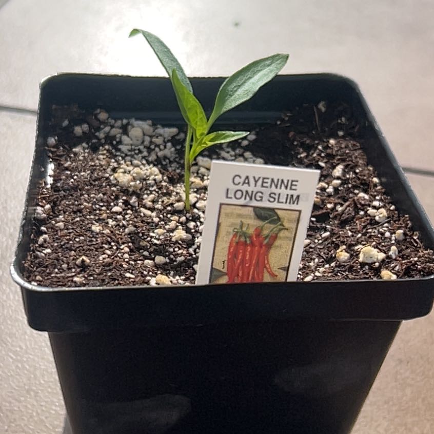 Photo of the plant species Cayenne Pepper by @NativeRye25 named Pepperina on Greg, the plant care app