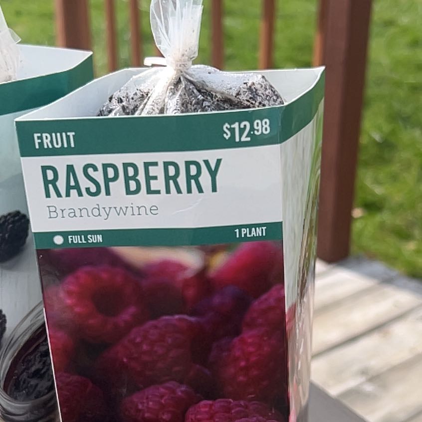 Photo of the plant species Raspberry by @NativeRye25 named Fruit on Greg, the plant care app