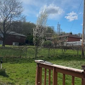 Photo of the plant species Bradford Pear by @NativeRye25 named Sweety on Greg, the plant care app