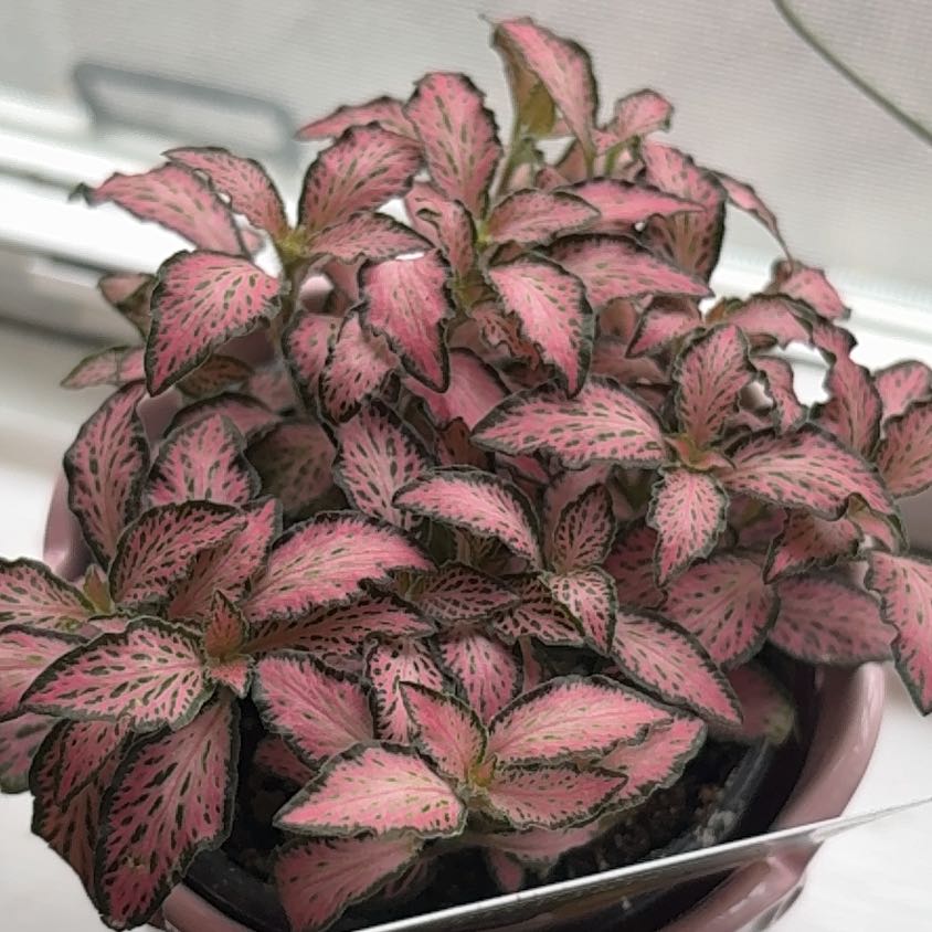 Photo of the plant species Pink Angel Nerve Plant by @YiftWasabi78 named Angel on Greg, the plant care app