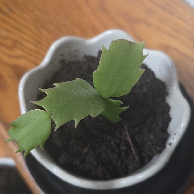 Photo of the plant species Thanksgiving Cactus by @RadTawa2 named Giving on Greg, the plant care app