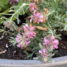 Photo of the plant species Brompton Stock by @SalientLichen29 named Keanu Leaves on Greg, the plant care app