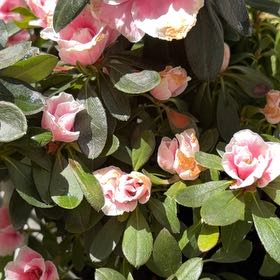 Photo of the plant species Pink Azalea by @SalientLichen29 named Hamilton on Greg, the plant care app