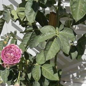 Photo of the plant species Deep Purple Climbing Rose by @SalientLichen29 named Cleopatra on Greg, the plant care app