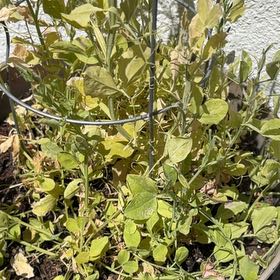 Photo of the plant species Annual Sweet Pea by @SalientLichen29 named Rosa on Greg, the plant care app