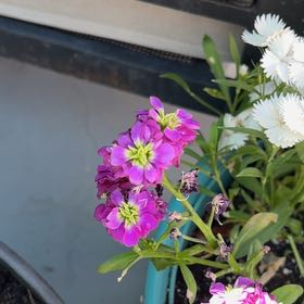 Photo of the plant species Brompton Stock by @SalientLichen29 named Zeus on Greg, the plant care app