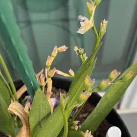 Photo of the plant species Common Freesia by @SalientLichen29 named Naomi on Greg, the plant care app