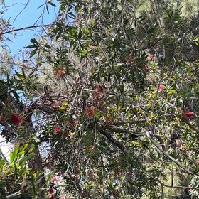 Photo of the plant species Tree Rhododendron by @SalientLichen29 named Sage on Greg, the plant care app