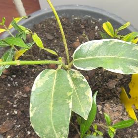 Photo of the plant species Jasmine by @HeroCatthyme76 named Tupot amaroot on Greg, the plant care app