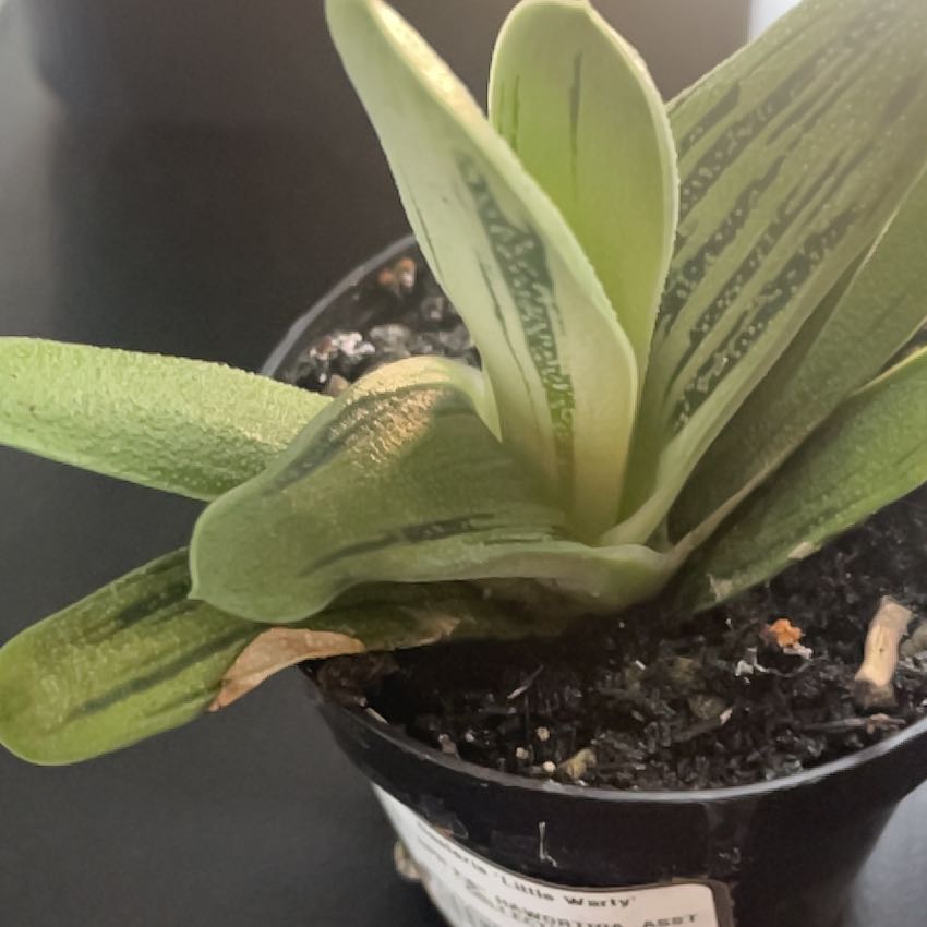 Photo of the plant species Gasteria 'Little Warty' by @RichHautree61 named Kardashian on Greg, the plant care app