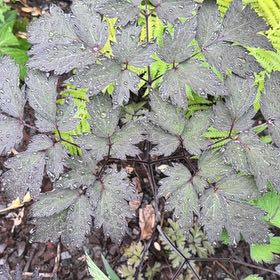 Photo of the plant species Black Baneberry by @UltraCoccoon91 named Black Baneberry on Greg, the plant care app
