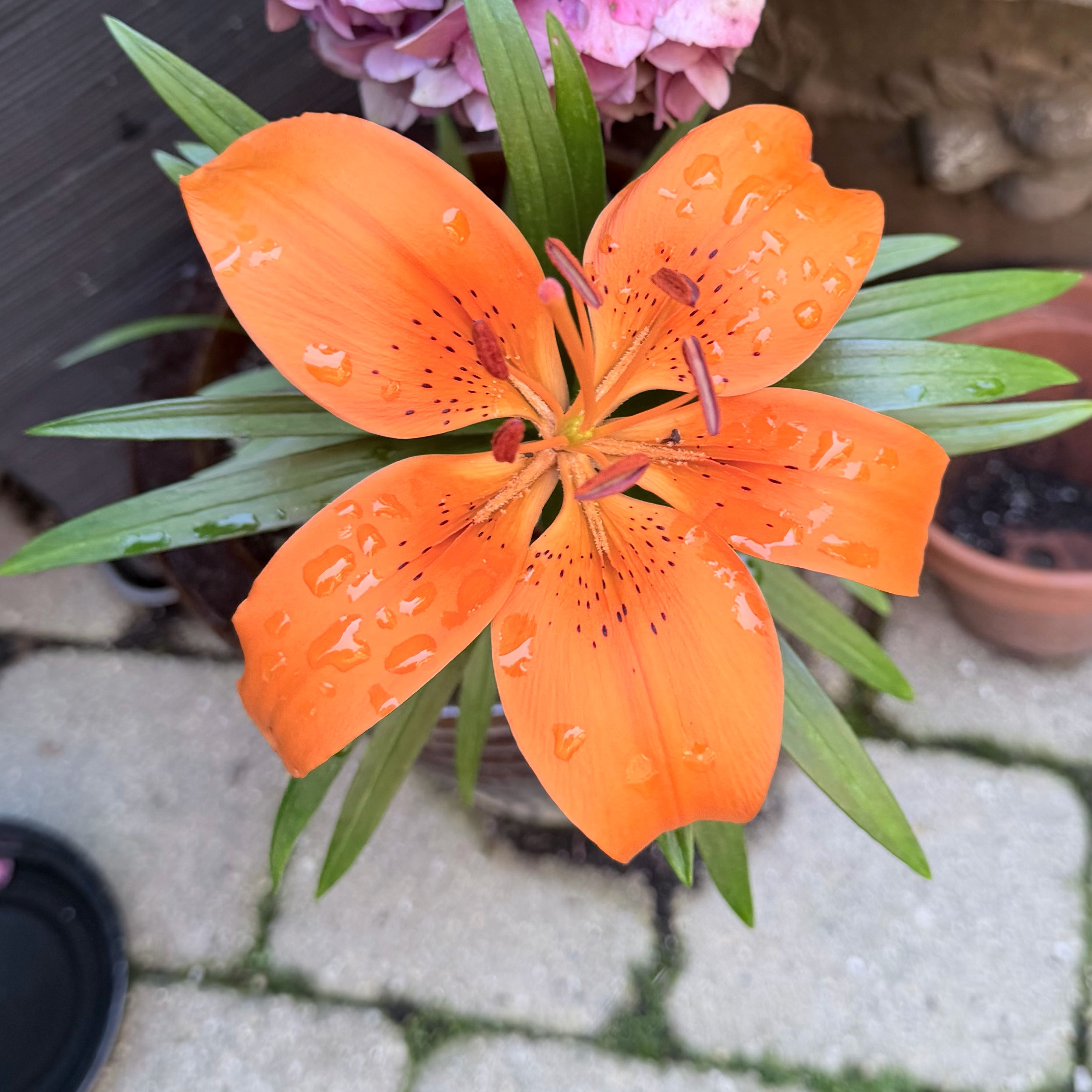 Photo of the plant species Lily of the Incas by @UltraCoccoon91 named Madonna on Greg, the plant care app